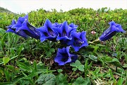 76 Genziana di Clusius (Gentiana clusii)